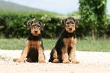 AIREDALE TERRIER 327